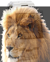 Load image into Gallery viewer, Demo